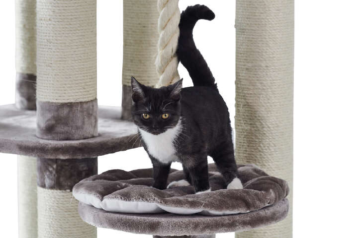 Nobby Kratzbaum FREDO